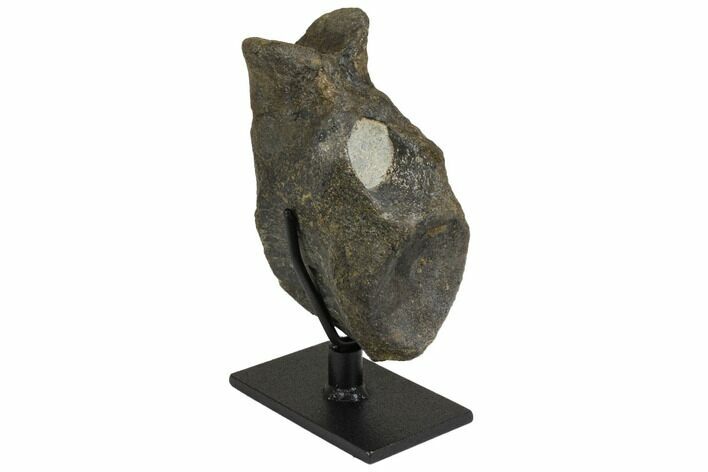 Hadrosaur Dorsal Vertebra with Stand -Montana #148784